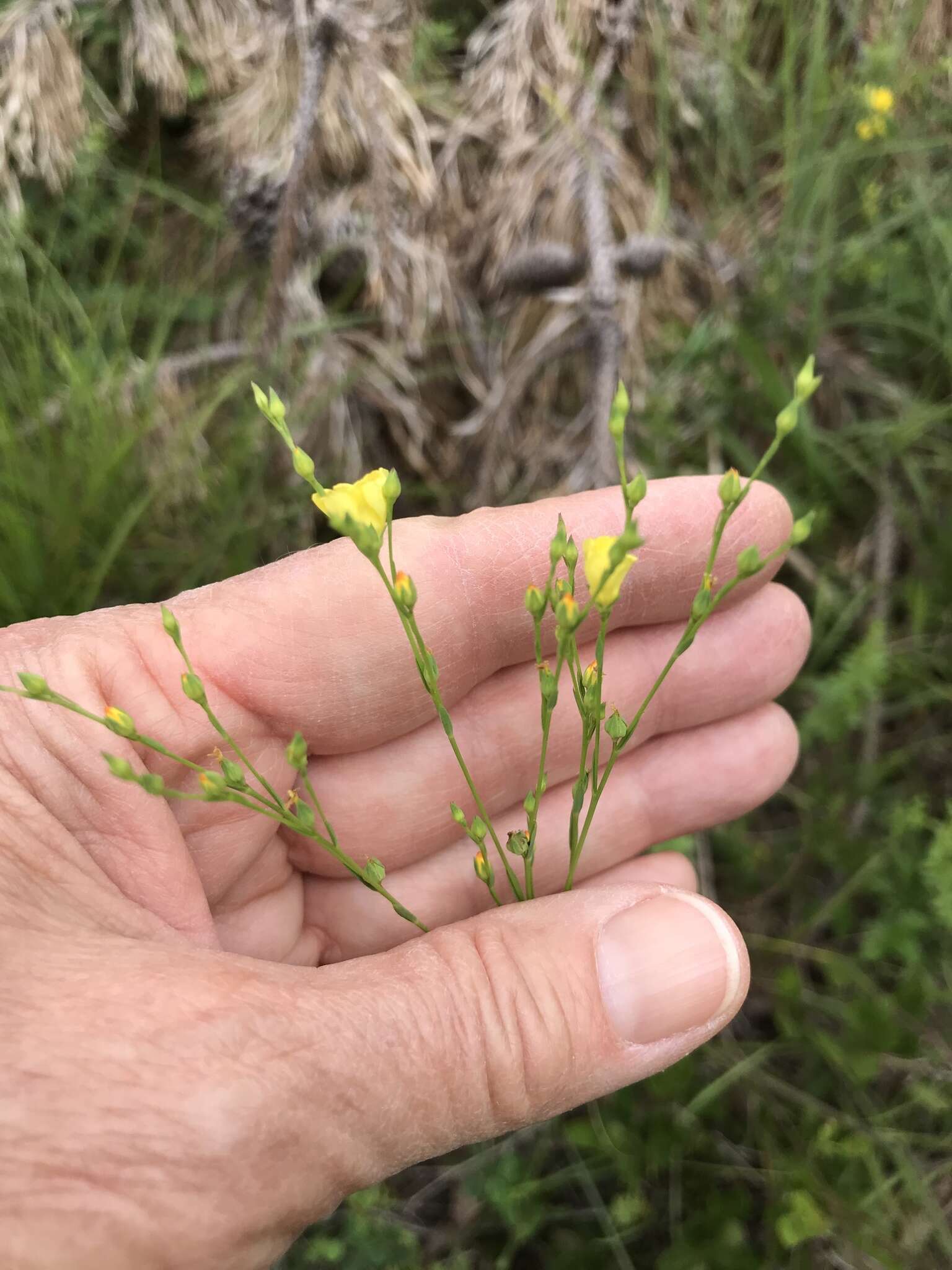 Image of Sandplain Flax