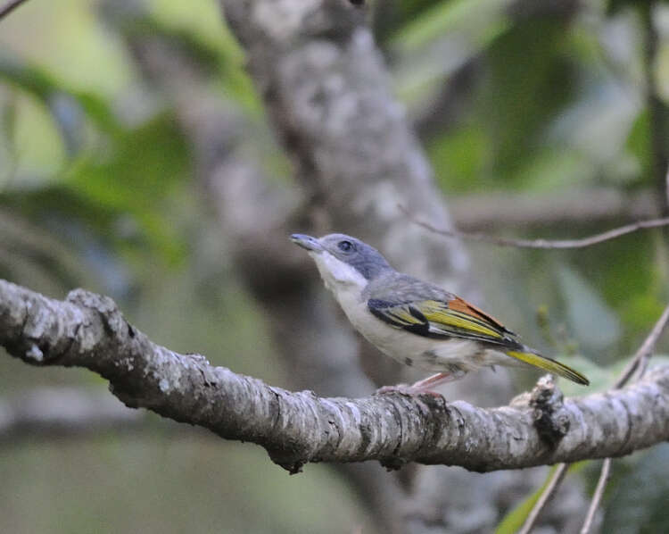 Imagem de Pteruthius aeralatus Blyth 1855