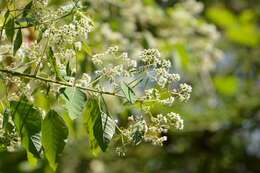 Euphorbia segoviensis Boiss. resmi