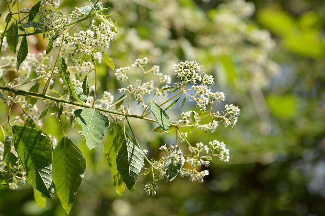 Euphorbia segoviensis Boiss. resmi