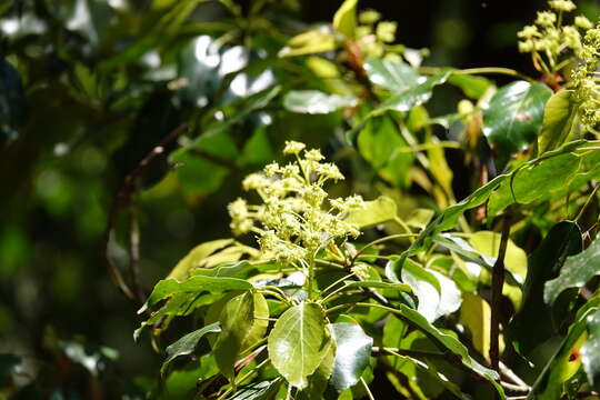 Image of Trochodendron