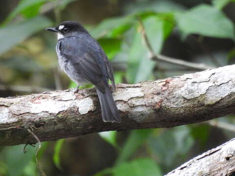 Image of White-browed Forest Flycatcher