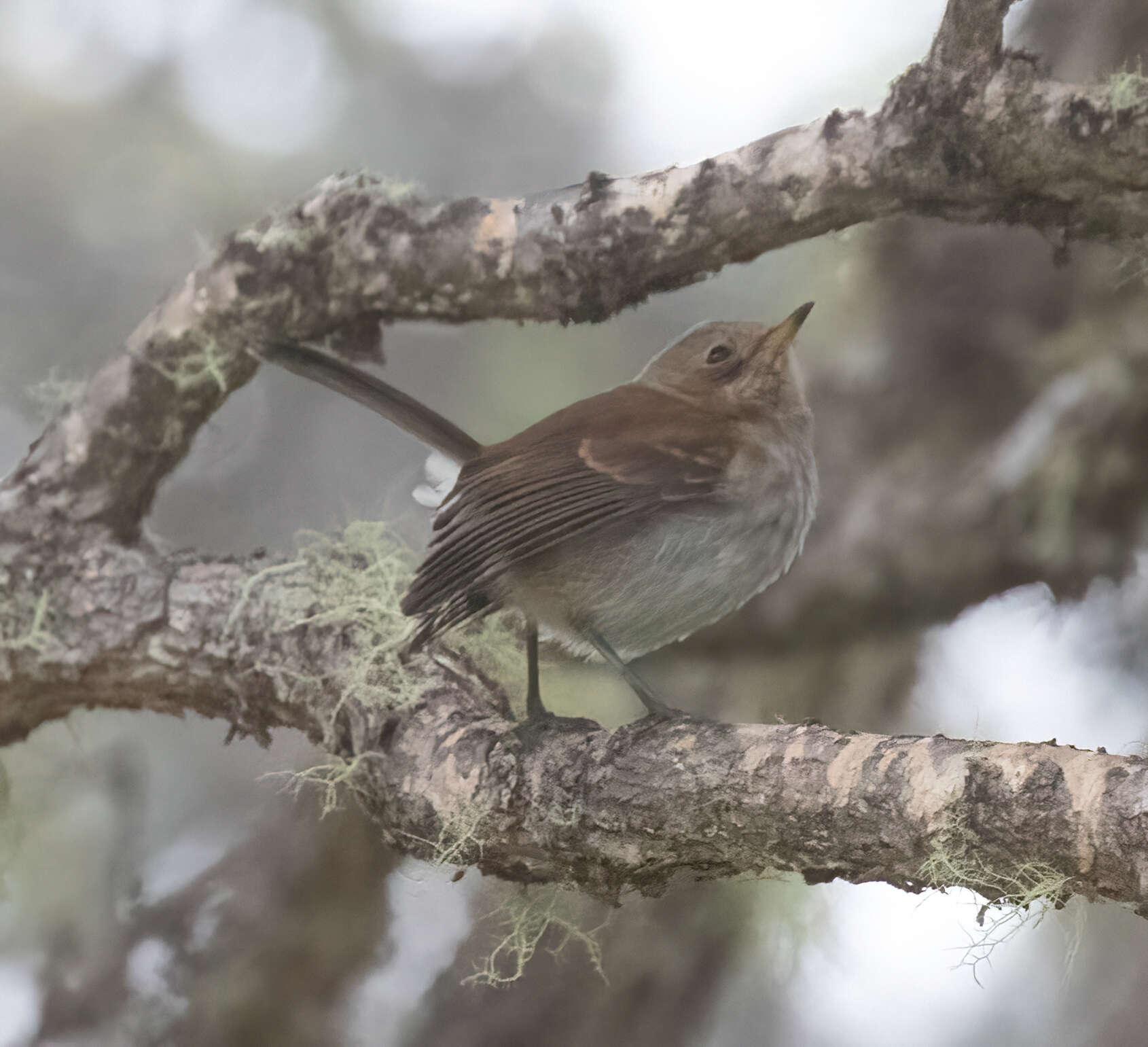 Image of Chasiempis sandwichensis bryani Pratt 1979