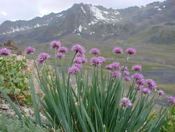 Image of Allium carolinianum Redouté