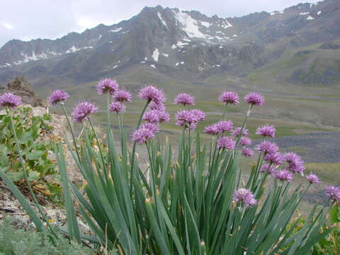 Image of Allium carolinianum Redouté