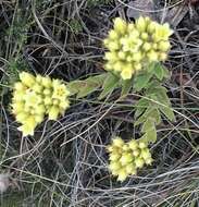 Crassula flava L. resmi