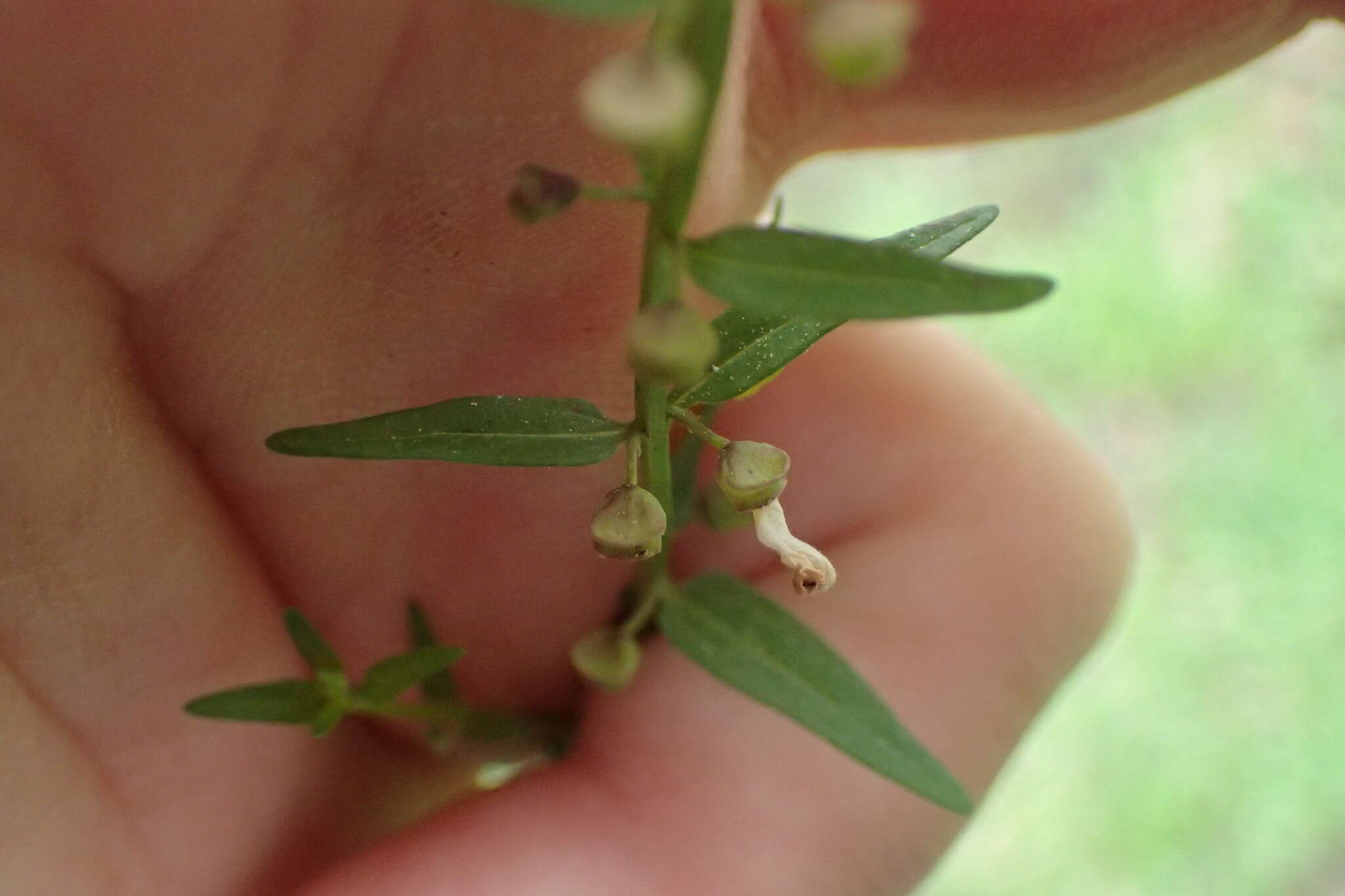 Image of South American Skullcap