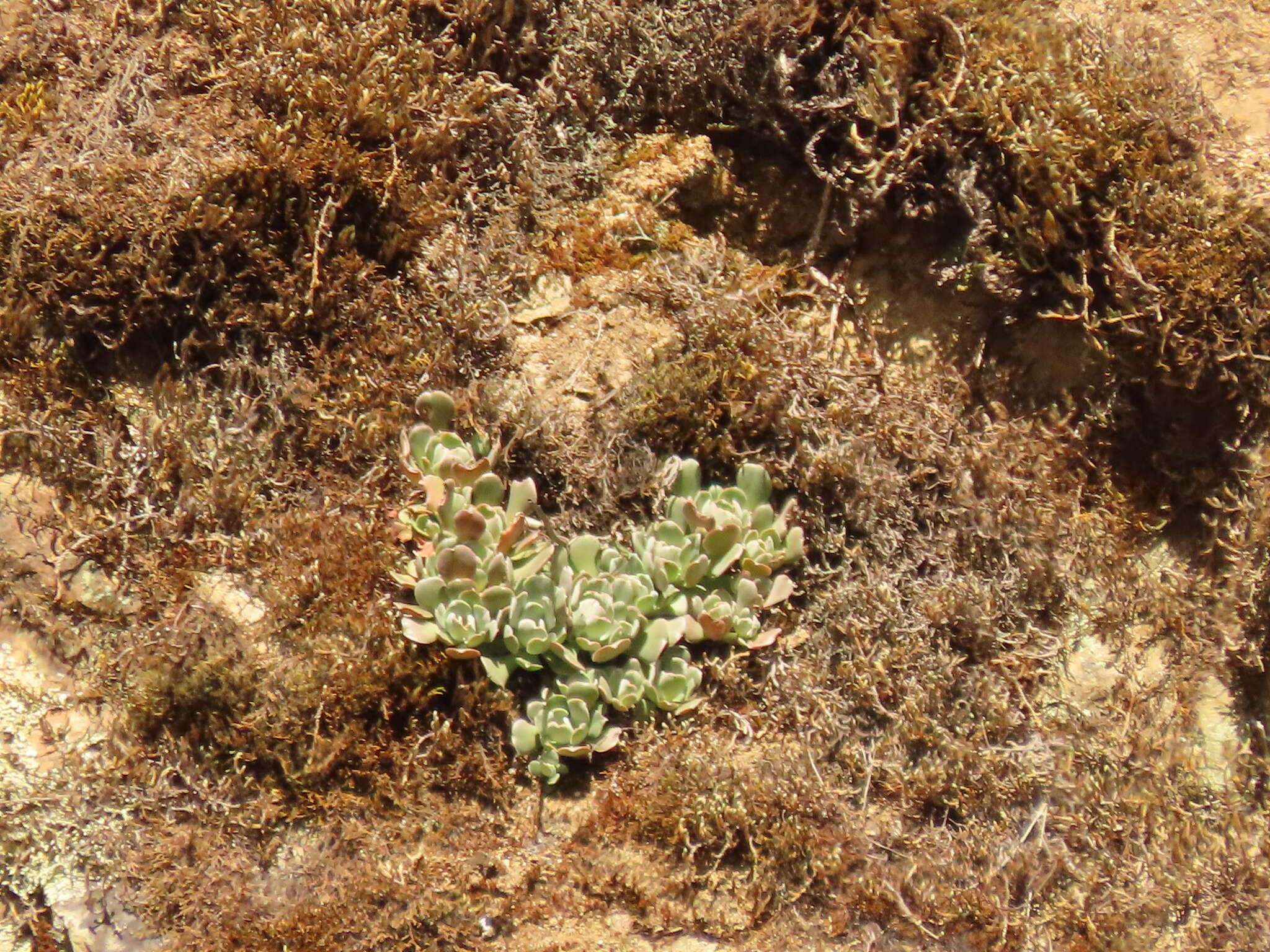 Imagem de Sedum moranii Clausen