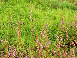 Image of spotted snapweed