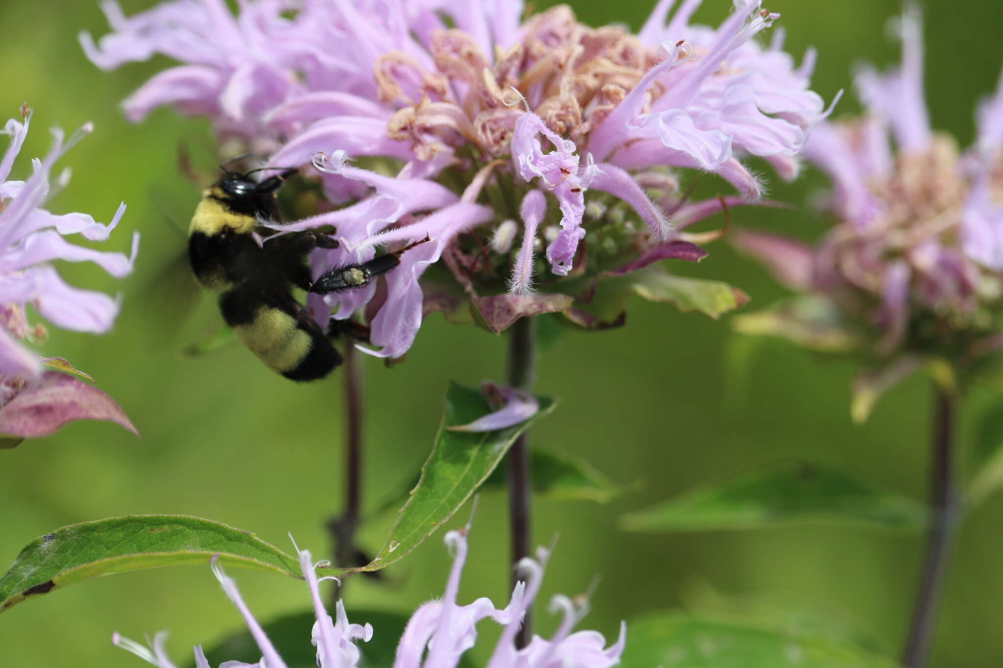 Image of Black and Gold Bumble bee