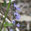 Image of Salvia isensis Nakai ex H. Hara