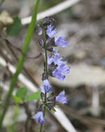 Image of Salvia isensis Nakai ex H. Hara