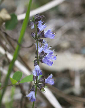 Image of Salvia isensis Nakai ex H. Hara