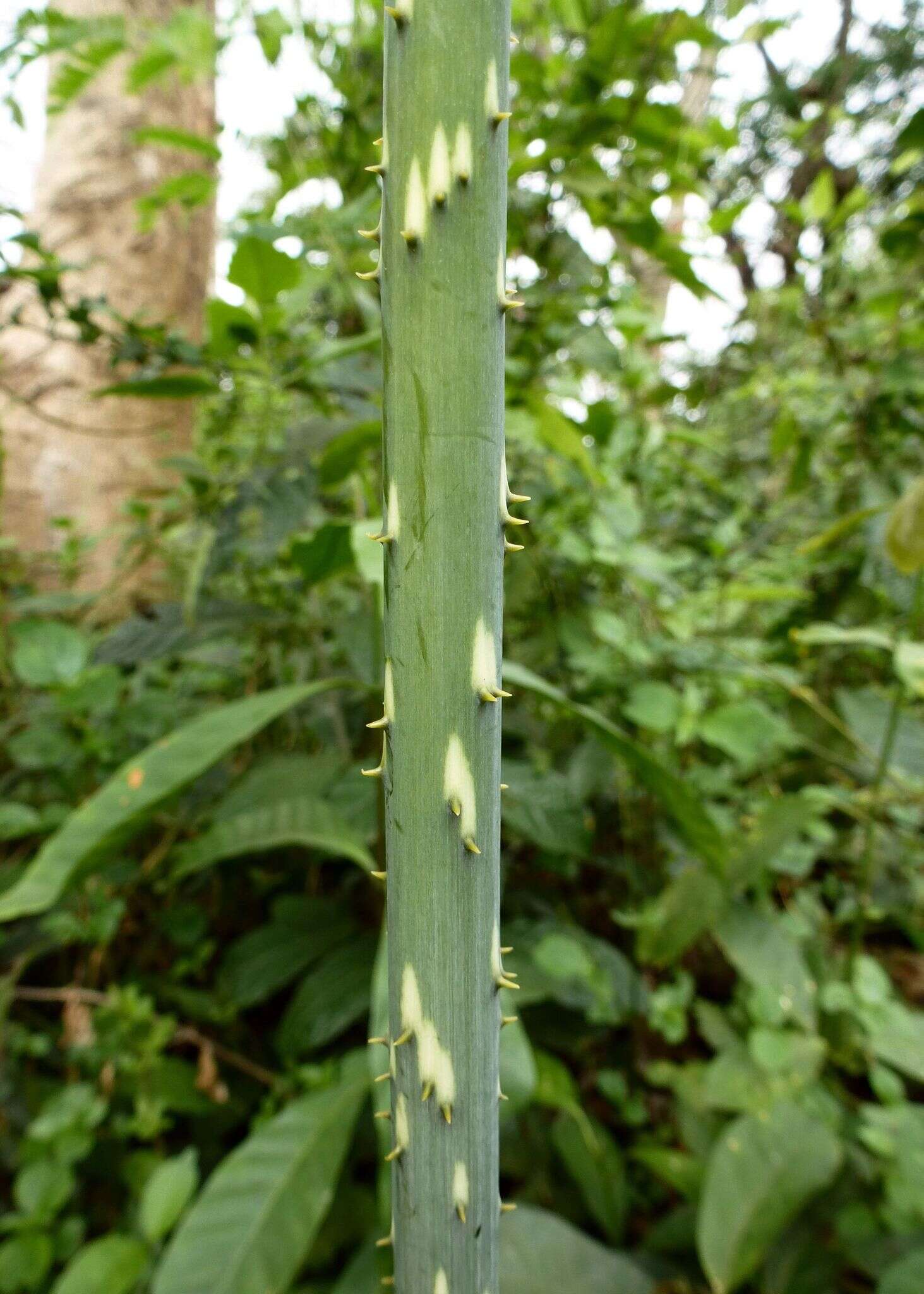 Image of Anchomanes difformis (Blume) Engl.