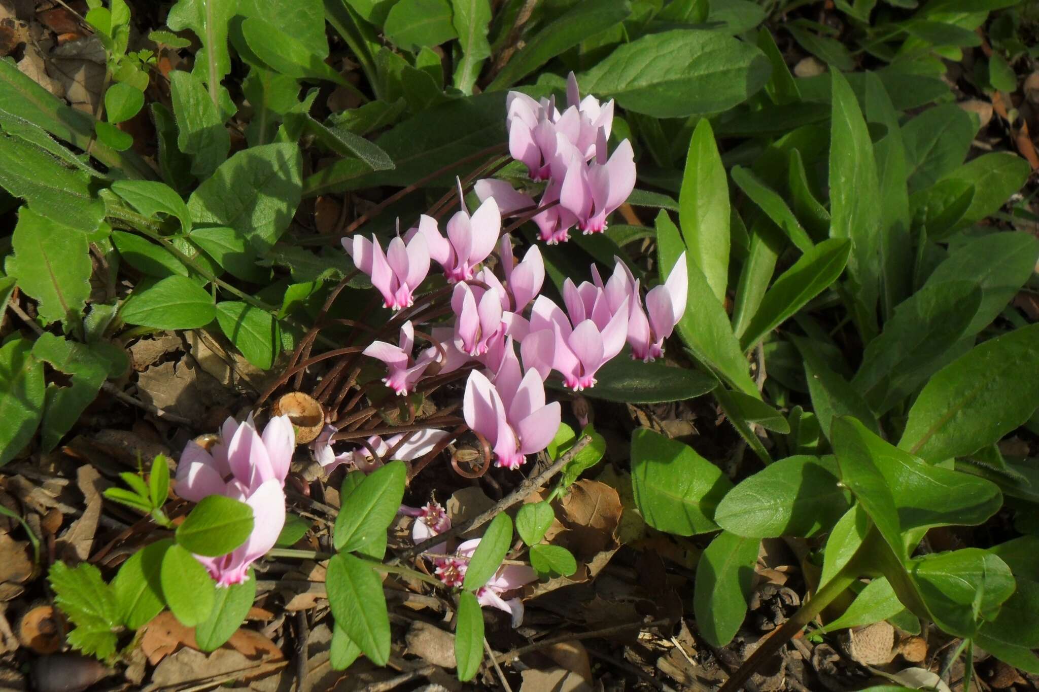 Image of Cyclamen hederifolium subsp. africanum (Boiss. & Reut.) Ietsw.