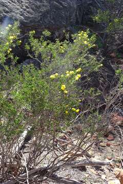 Image of Acacia andrewsii W. Fitzg.