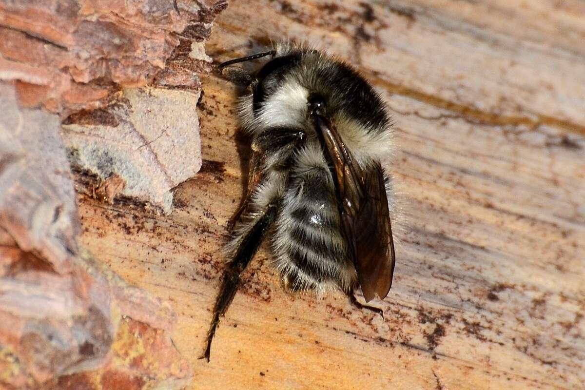 Image of Bombus veteranus (Fabricius 1793)