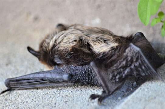 Image of Northern Bat