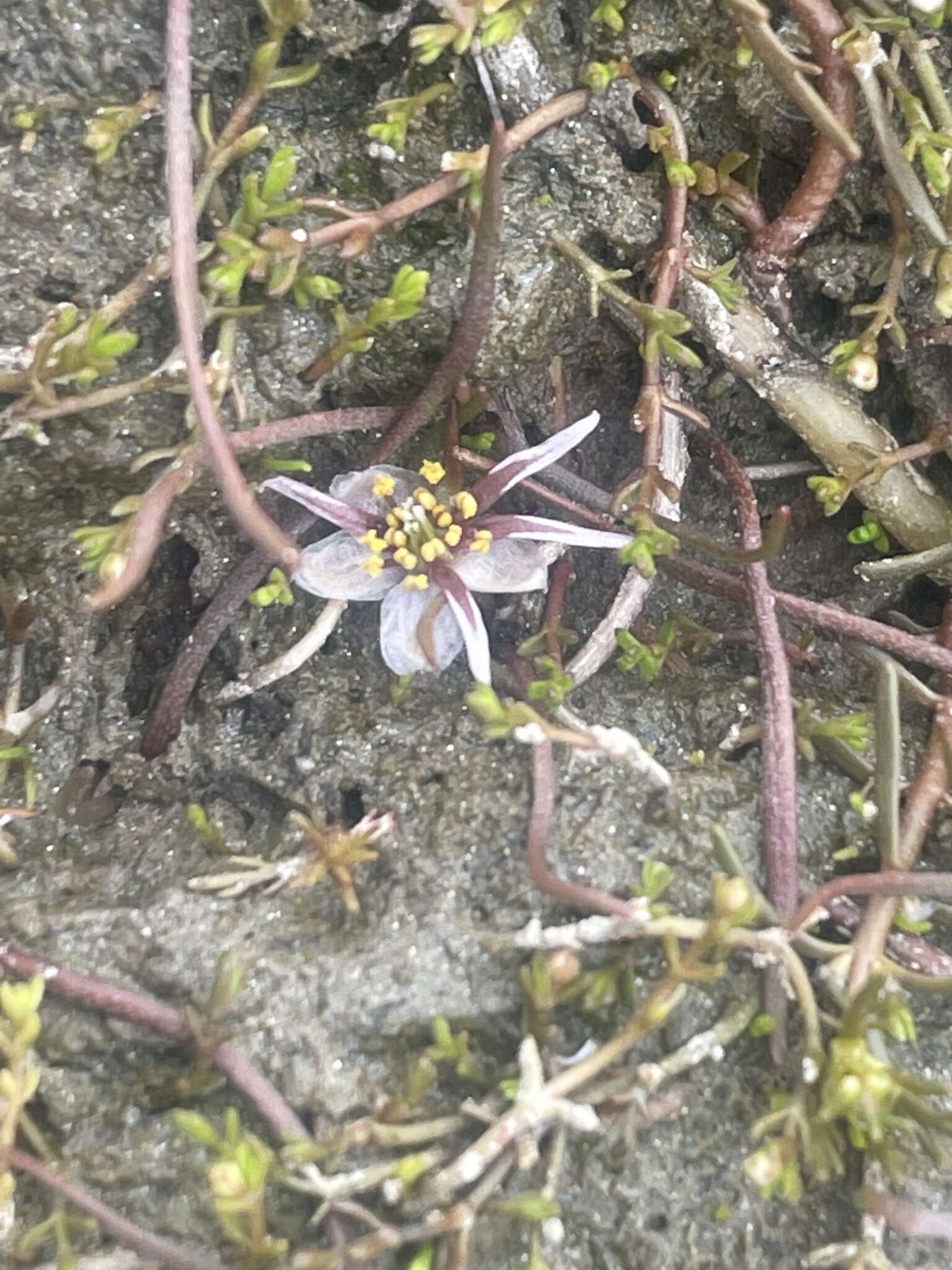 Ranunculus limosella F. Müll. ex T. Kirk的圖片