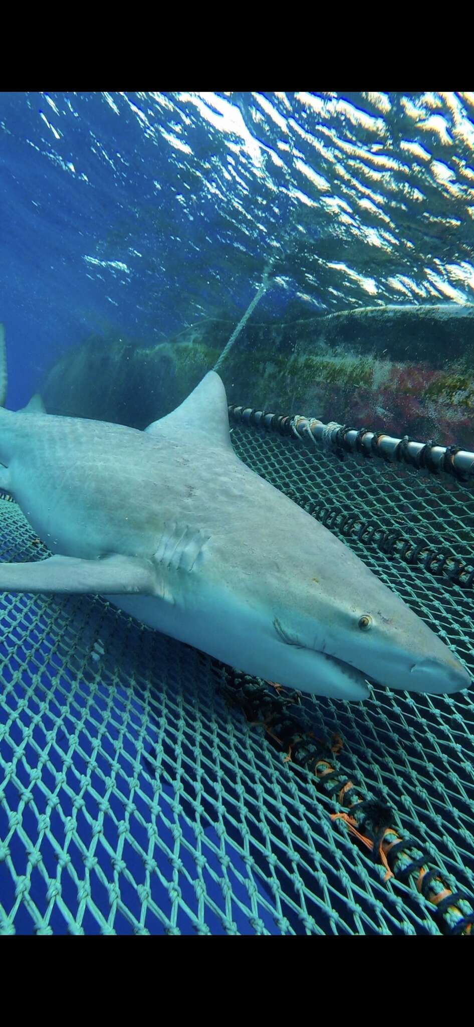 Image of Bull Shark