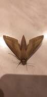 Image of Pale Brown Hawkmoth