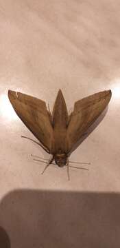 Image of Pale Brown Hawkmoth