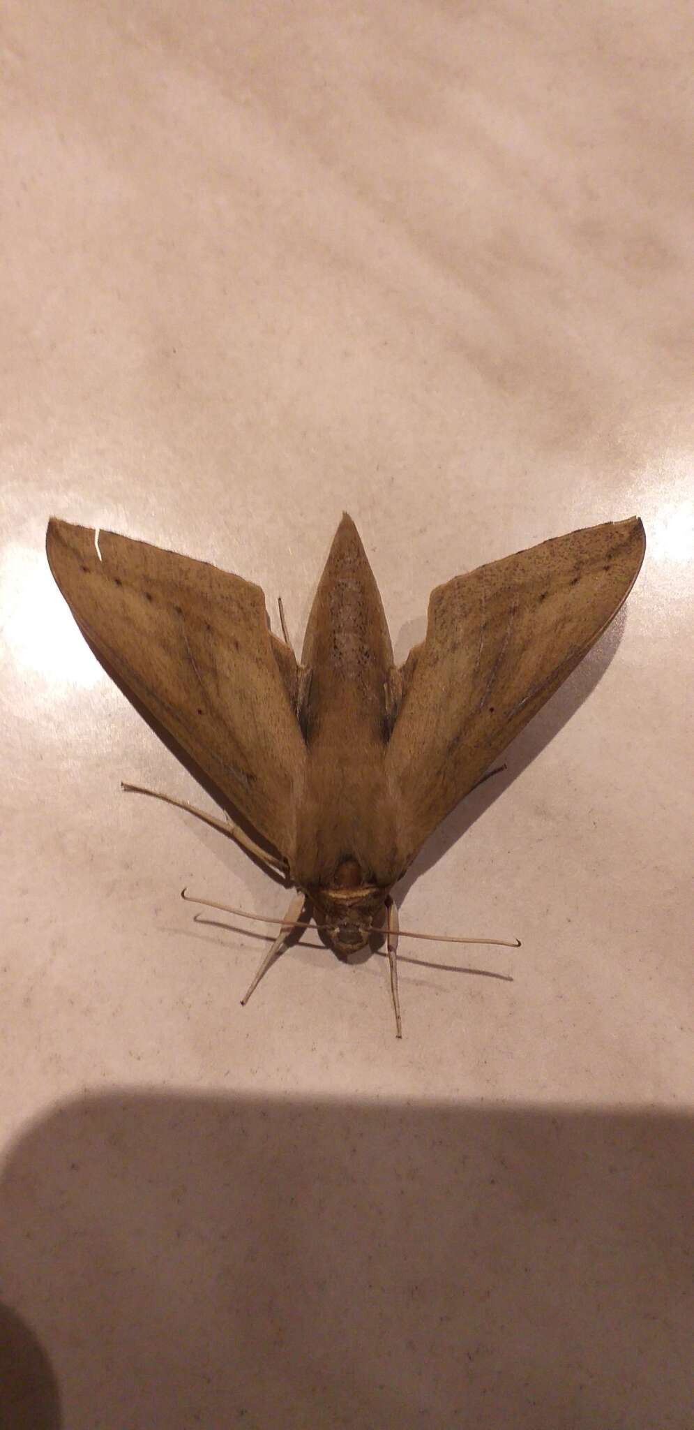 Image of Pale Brown Hawkmoth