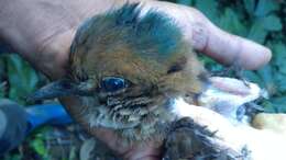 Image of Blue-naped Pitta