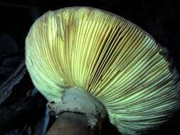 Image of Amanita ochrophylla (Cooke & Massee) Cleland 1924