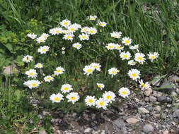 Image of Anthemis cretica subsp. iberica (M. Bieb.) Grierson