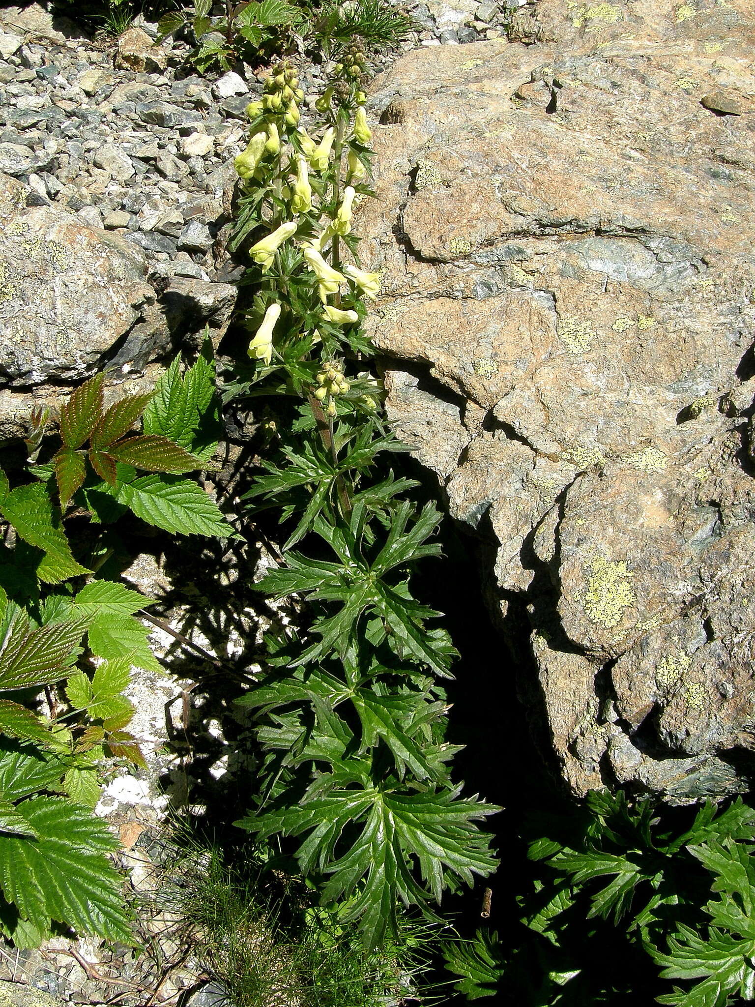 Image of monkshood