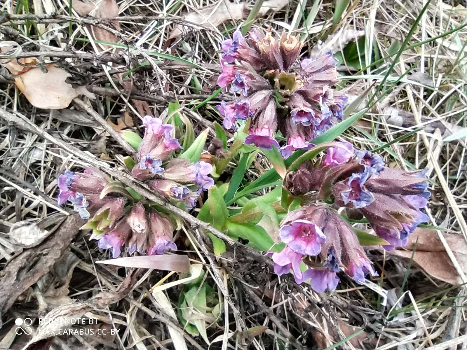 Plancia ëd Pulmonaria angustifolia L.