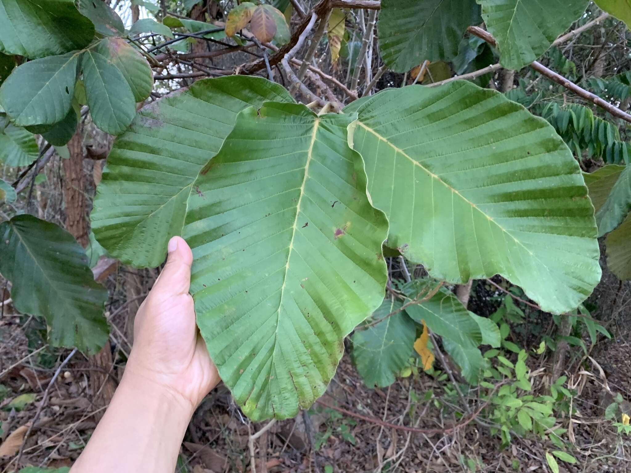 Imagem de Dipterocarpus tuberculatus Roxb.