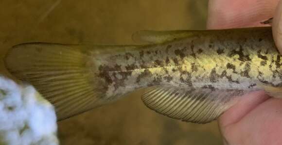 Image of Flat Bullhead