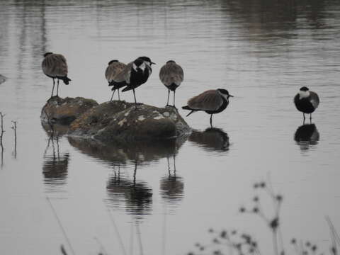 Image of spur-winged lapwing