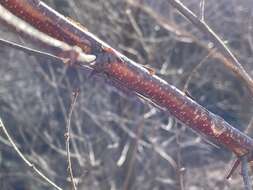 Image of Betula costata Trautv.