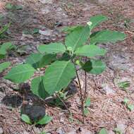 Image of redring milkweed