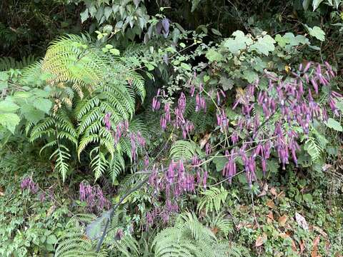 Image de Paraprenanthes melanantha (Franch.) Ze H. Wang