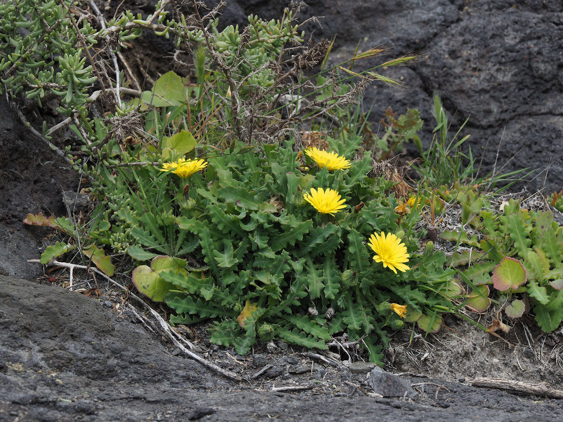 Image of Reichardia ligulata (Vent.) Kunkel & Sunding