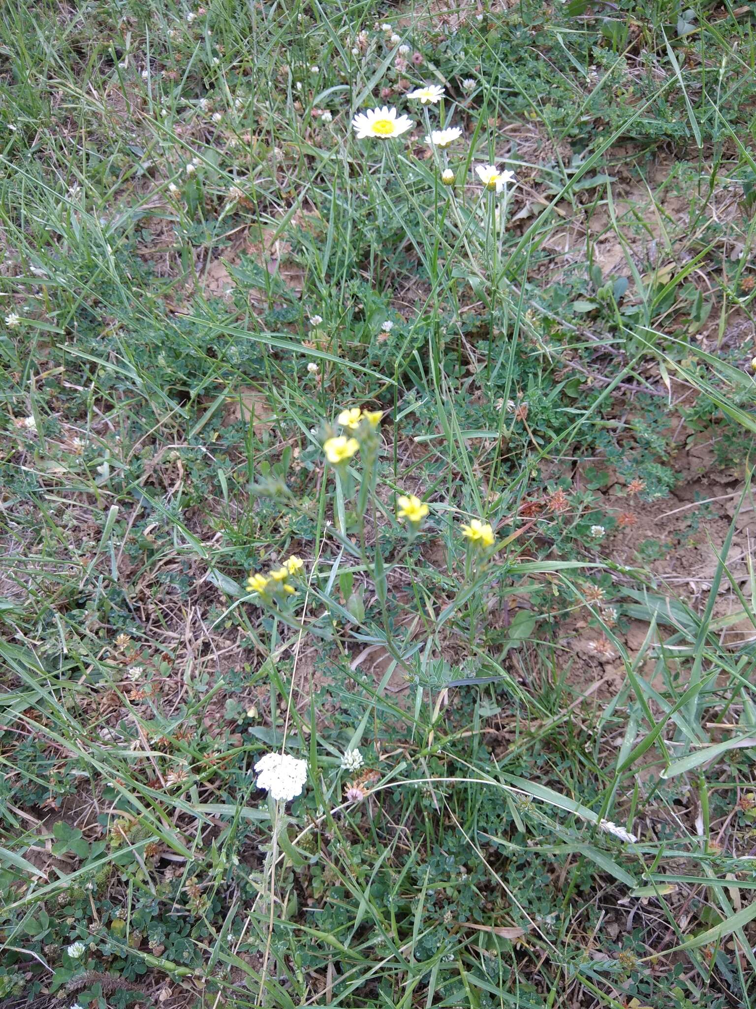 Linum corymbulosum Rchb. resmi