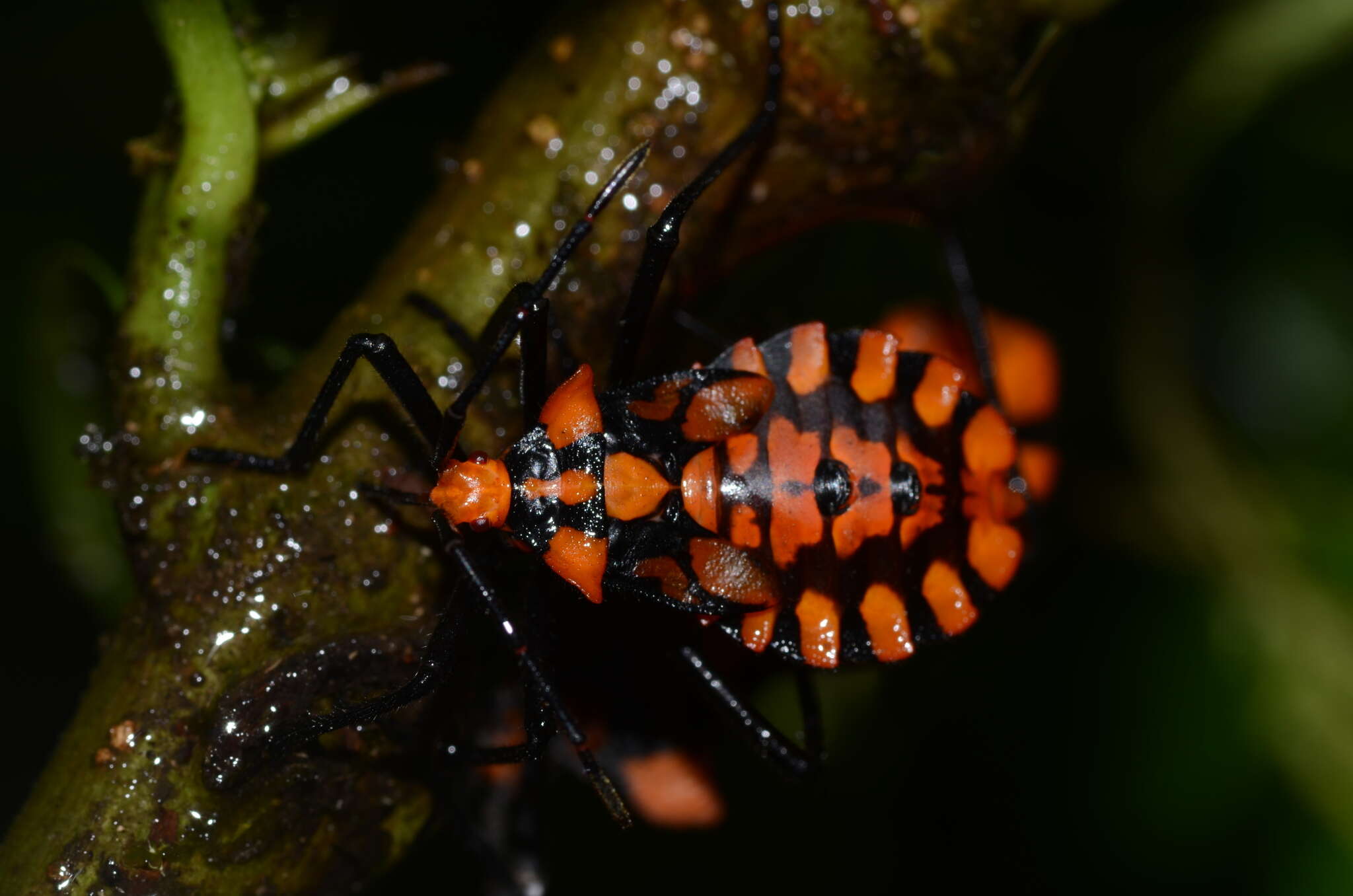 Image of Spartocera pantomima (Distant 1881)