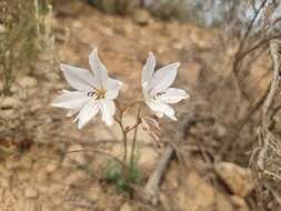 Image of Tritonia bakeri subsp. bakeri