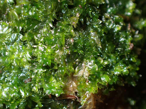 Image of toothed plagiothecium moss