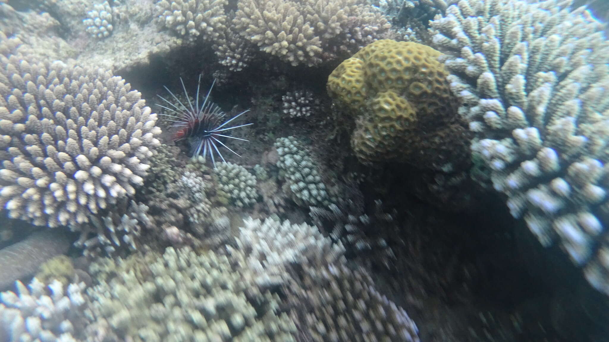 Image of Radial firefish