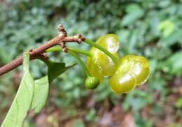 Image of Salacia zenkeri Loes.