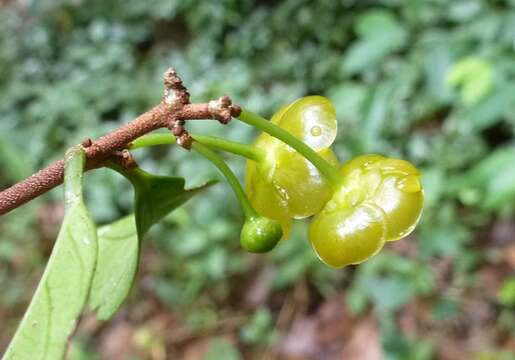 Image of Salacia zenkeri Loes.