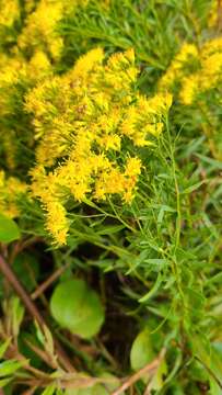 Image of bushy goldentop