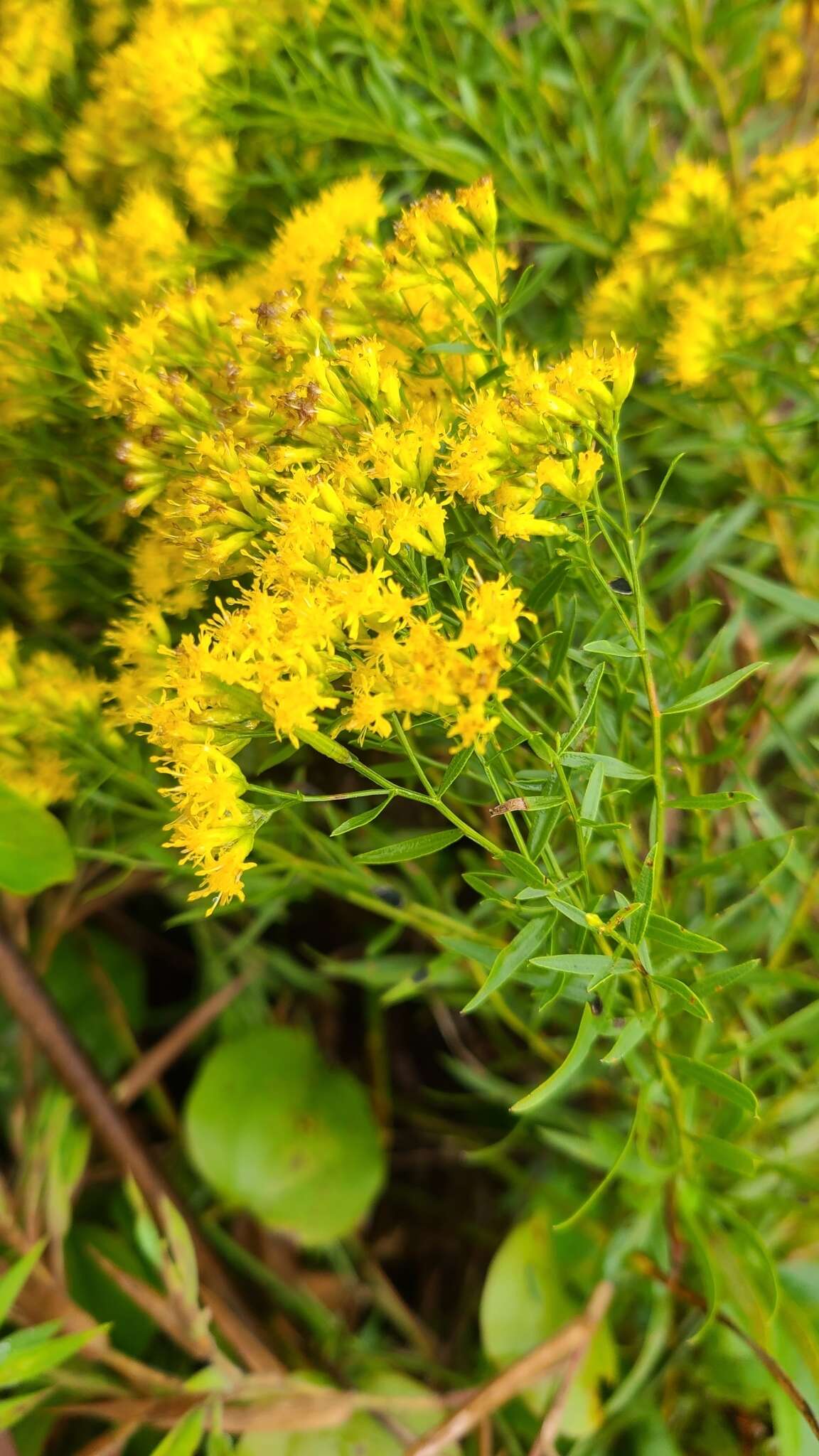 Plancia ëd Euthamia leptocephala (Torr. & A. Gray) Greene