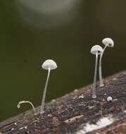 Image of Mycena piringa Grgur. 1997