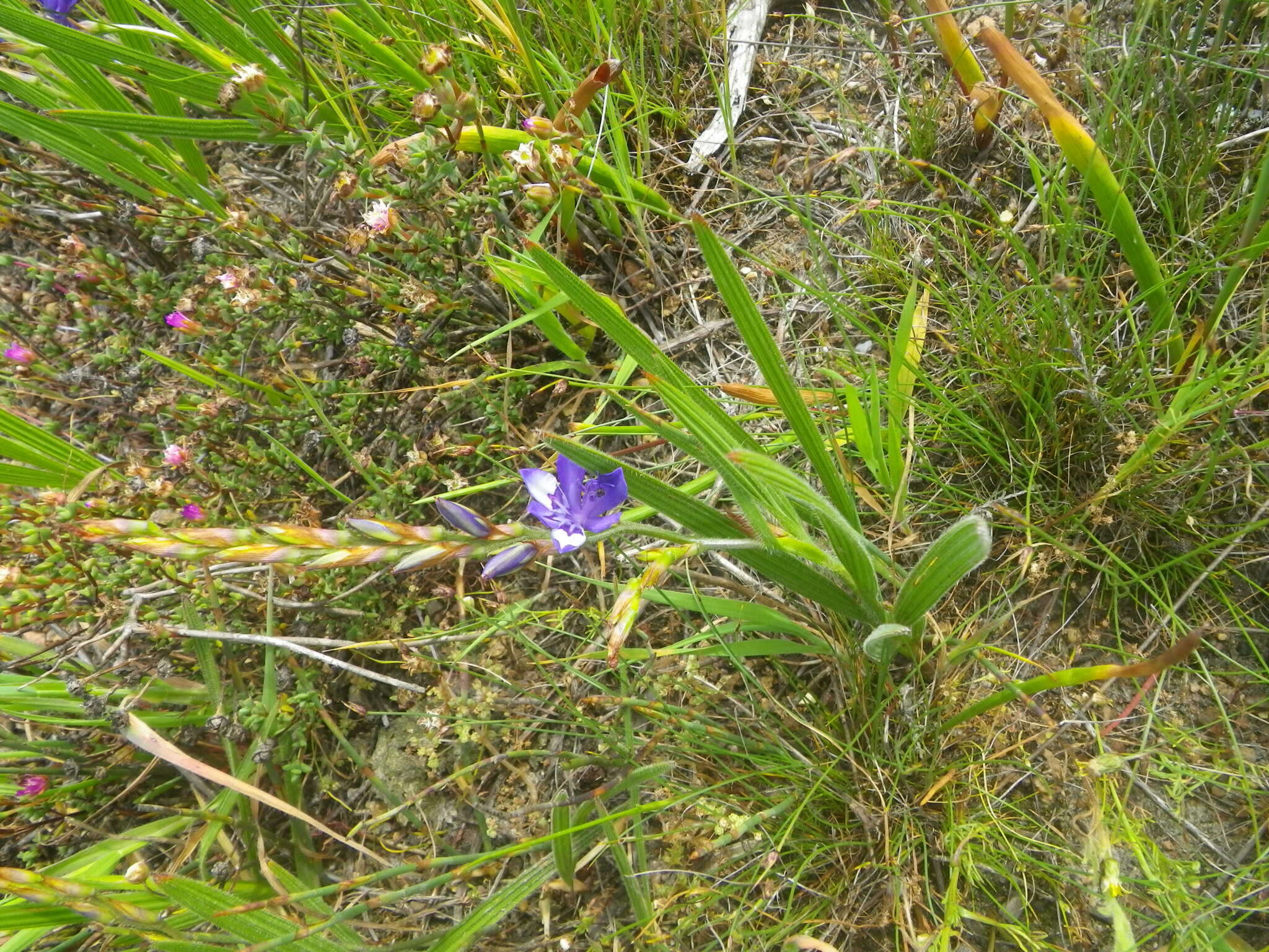 Image of Babiana secunda (Thunb.) Ker Gawl.